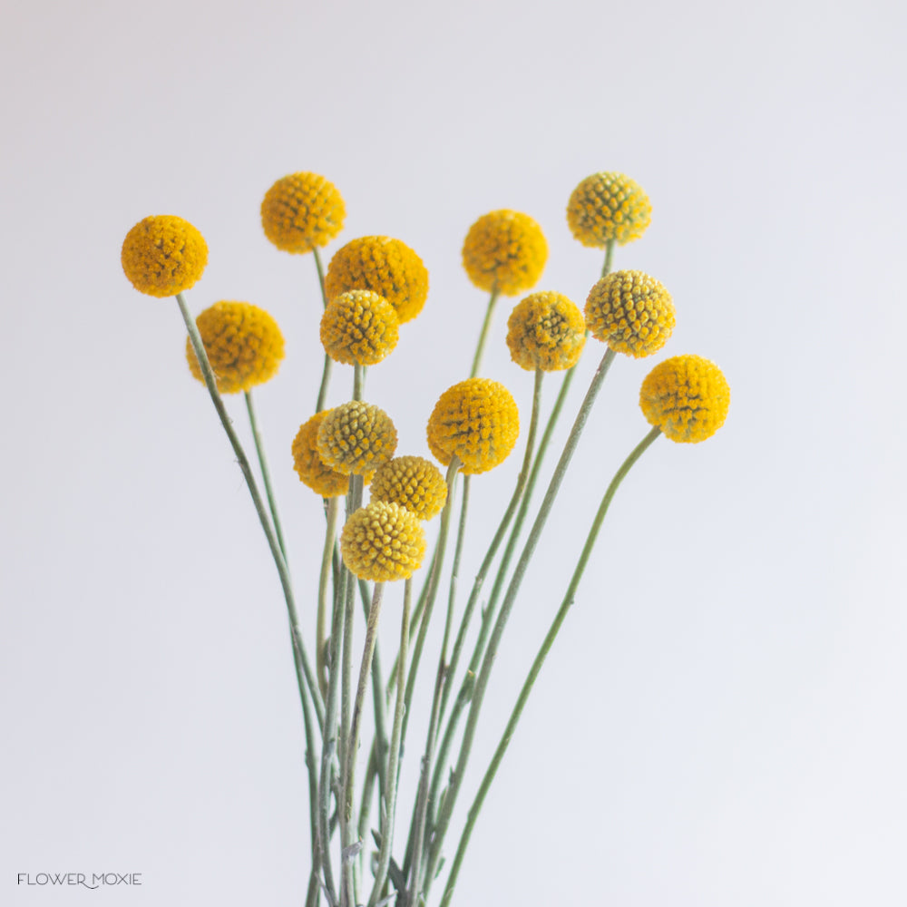 Yellow Billy Balls
