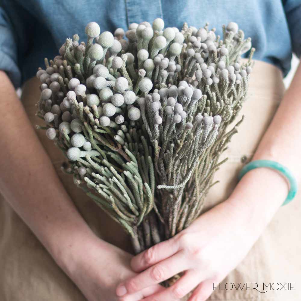 Brunia Grey Berries