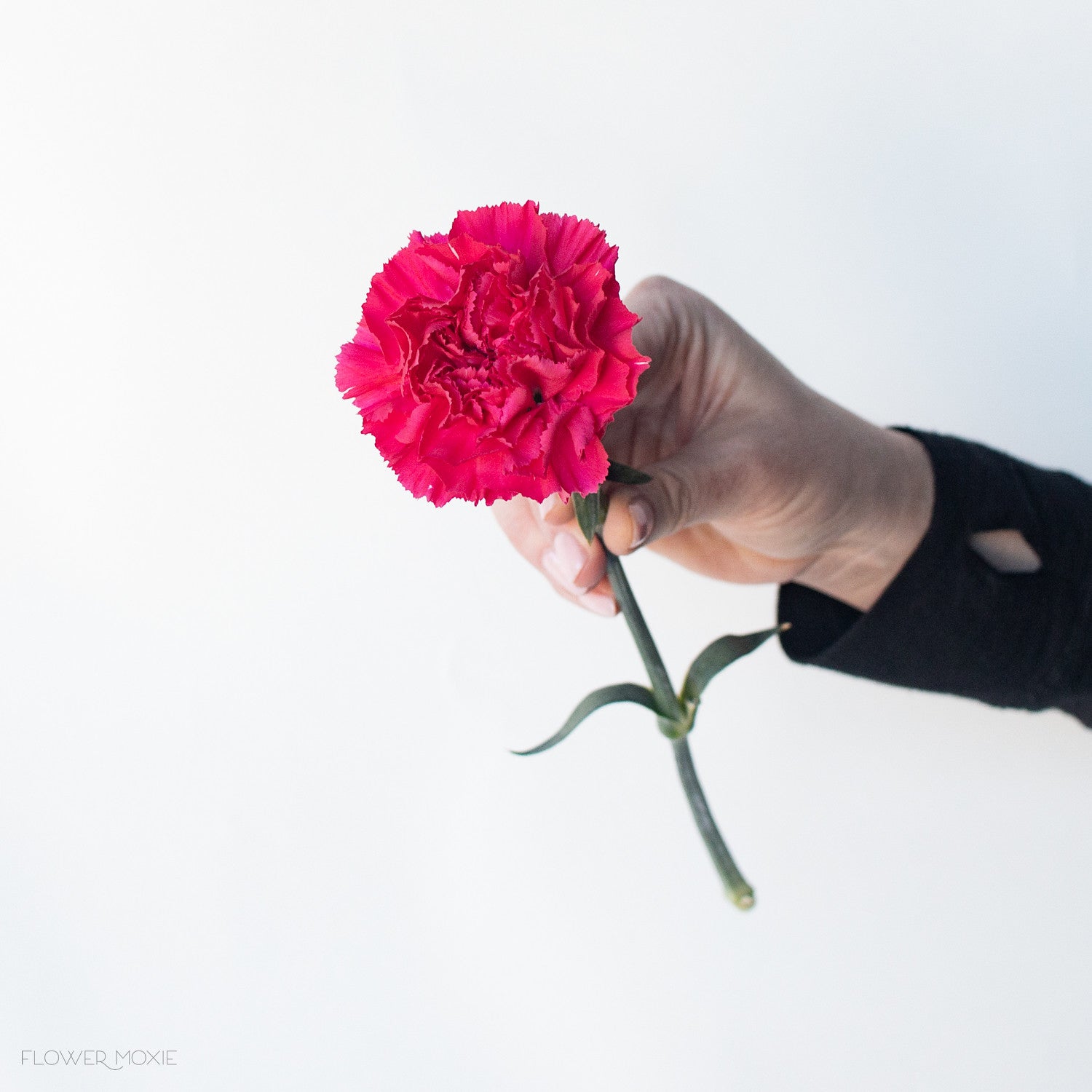 deep pink carnation flower
