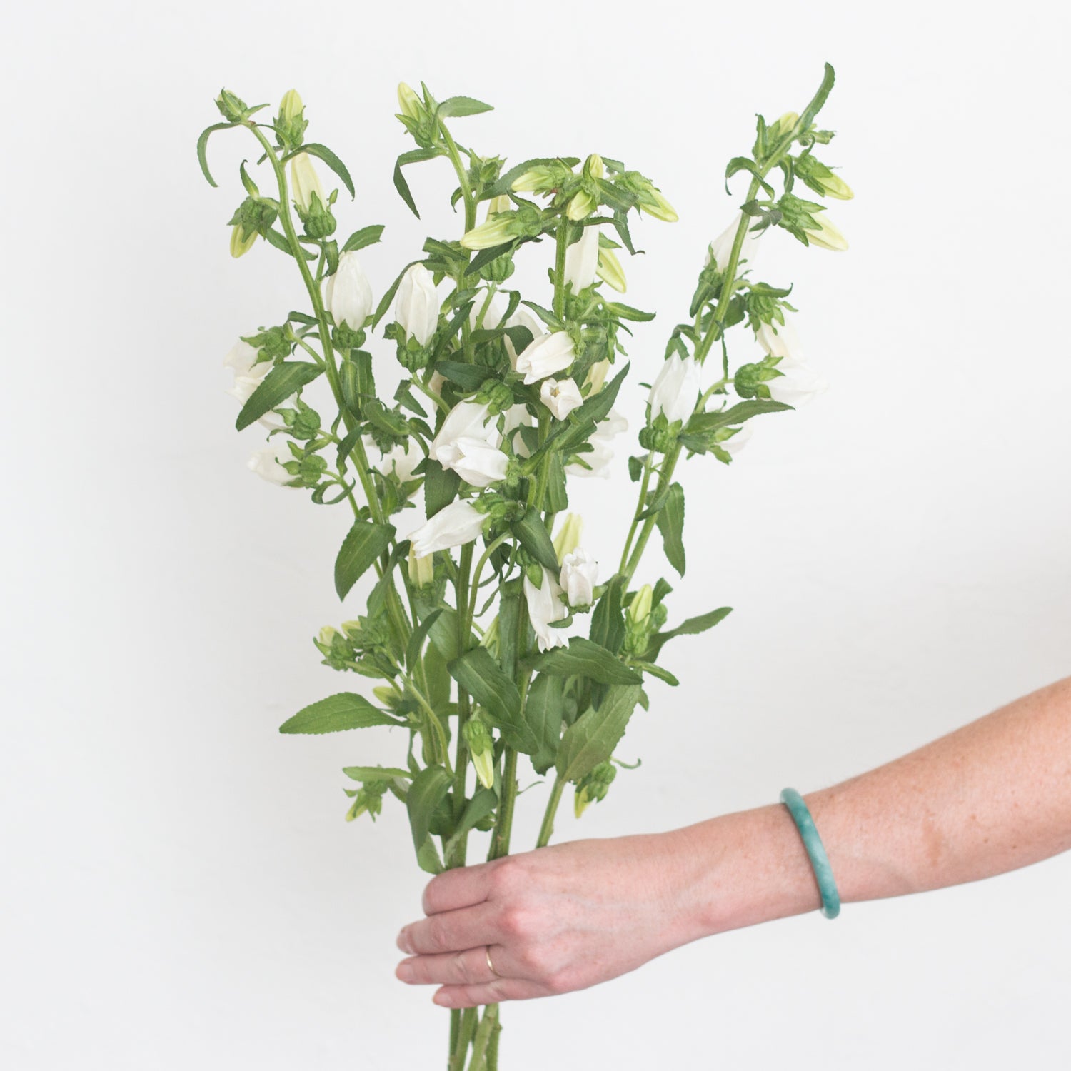 white campanula flower