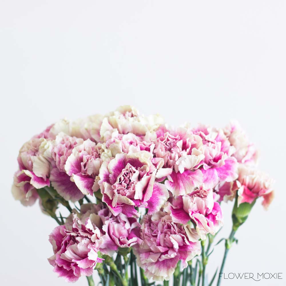 Fancy Antigua Pink Carnation Flower