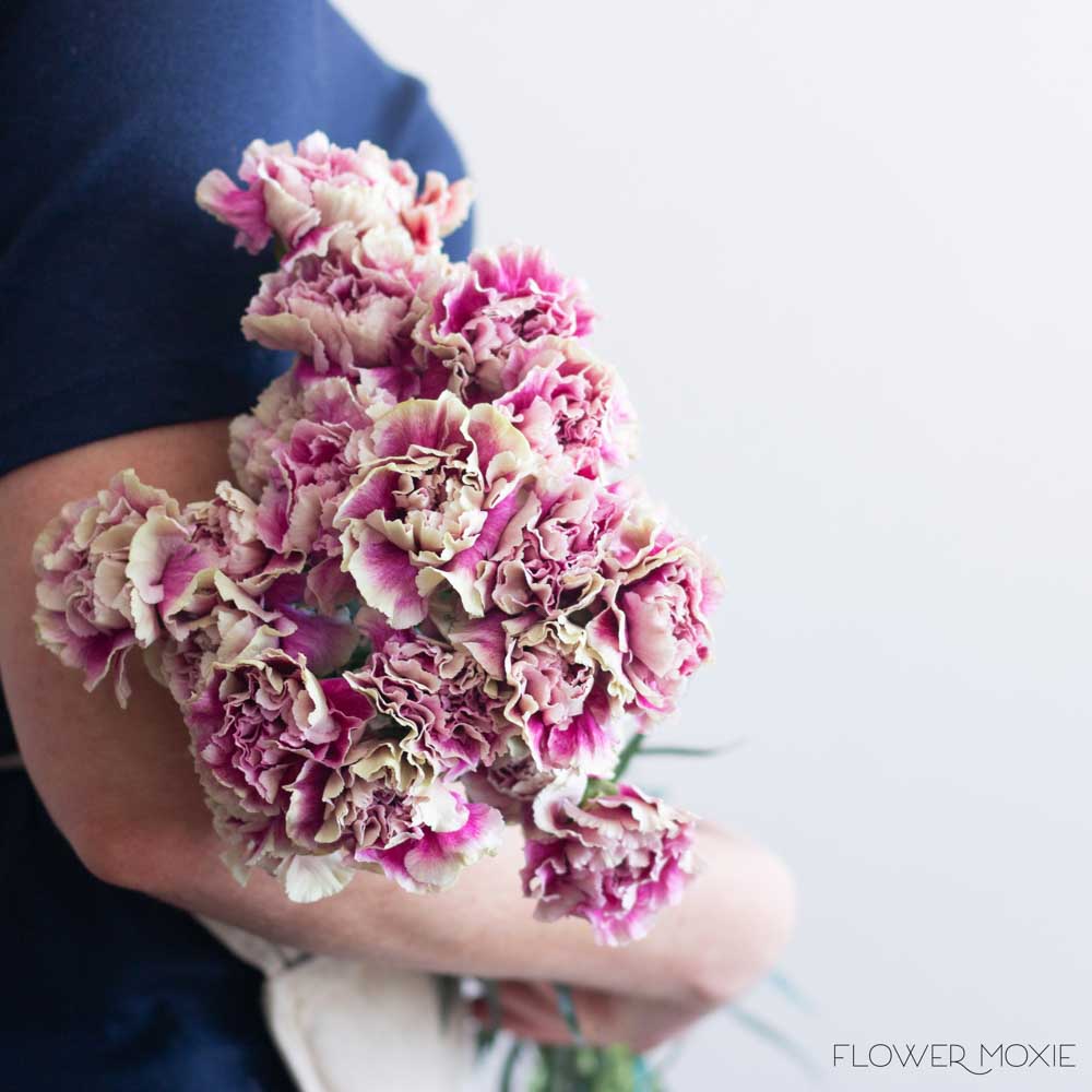 Fancy Antigua Pink Carnation Flower