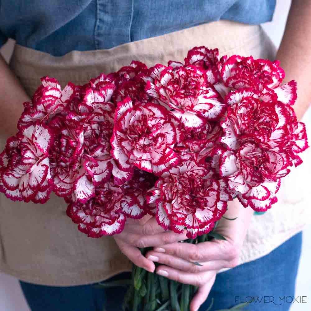 Olympia Burgundy Carnation Flower