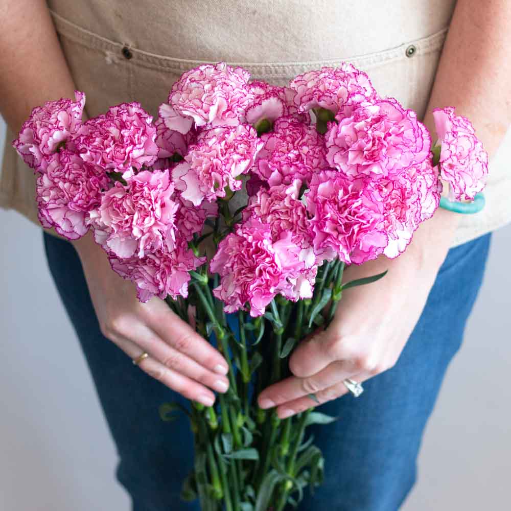 Komachi Fancy Pink Carnations