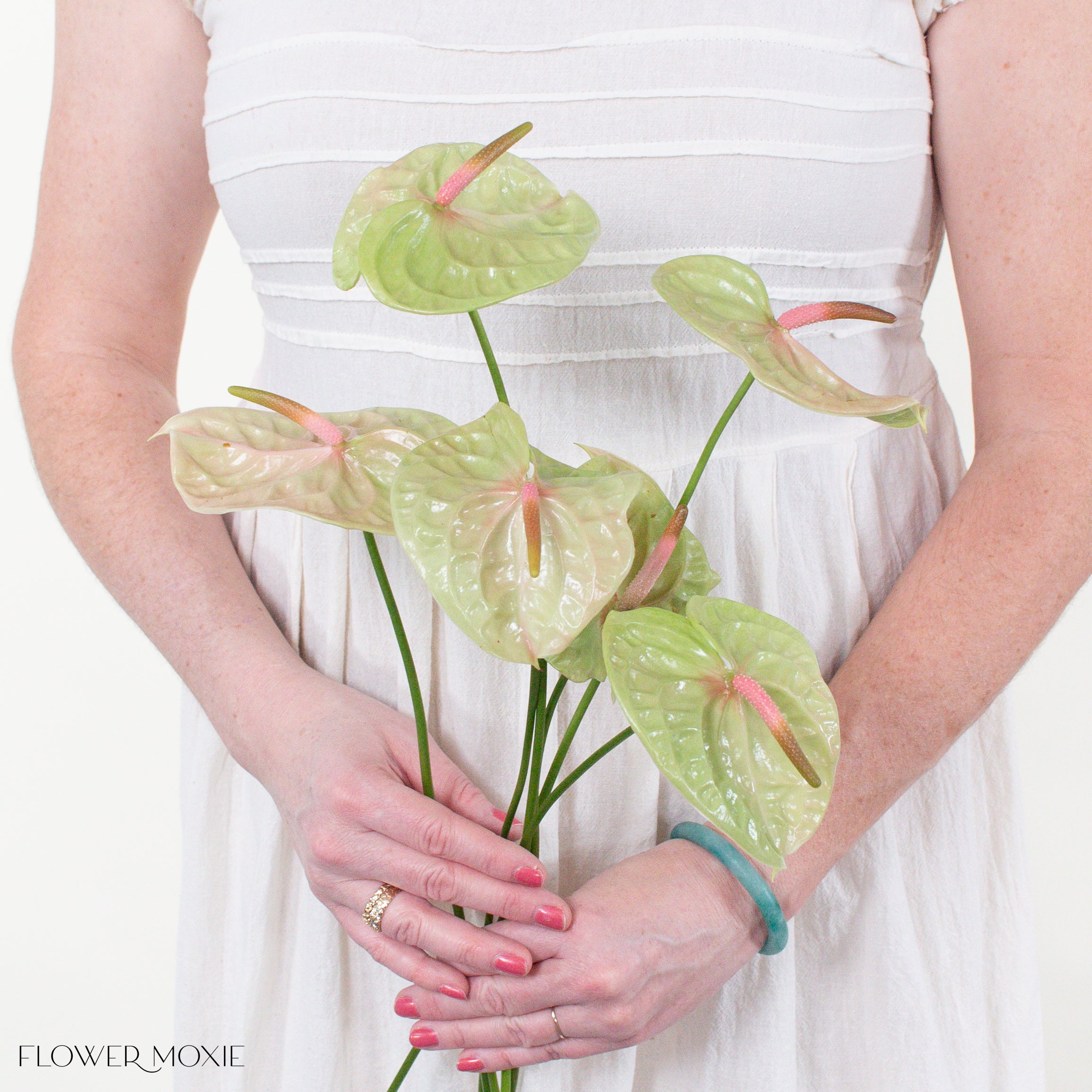 Pistache Anthurium