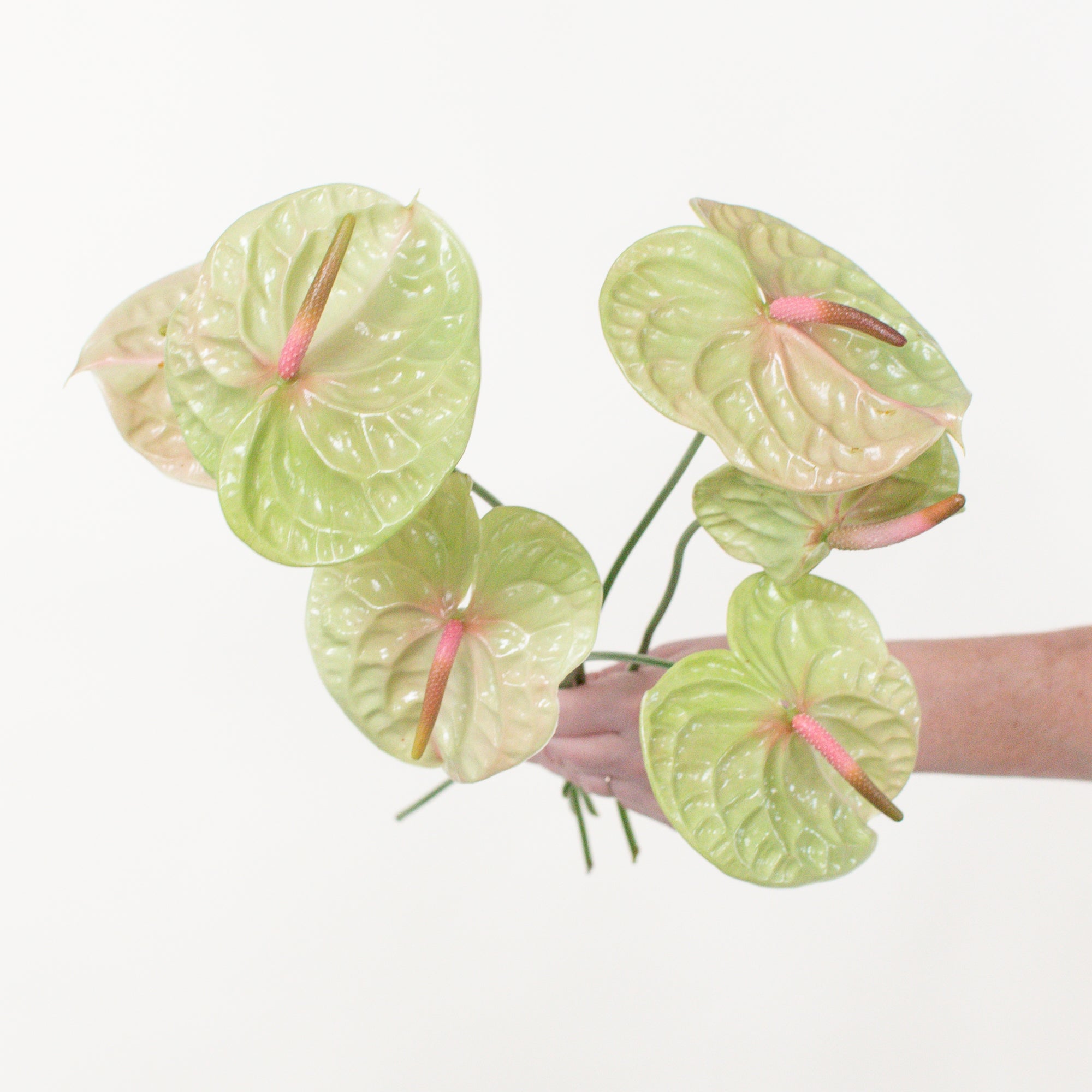 Pistache and Midori Anthurium Mixed Box