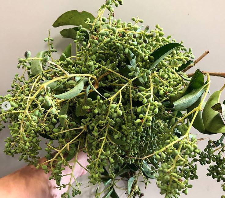 privet