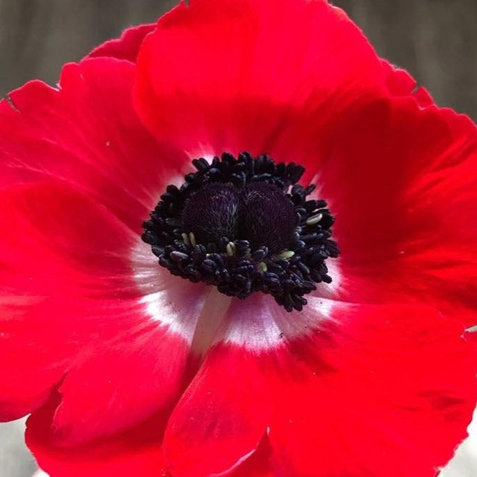 red anemone flower