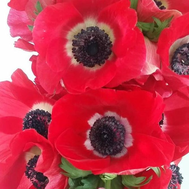 red anemone flower